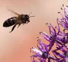 Tratamentul mușcăturilor de albine sau apipunktura