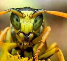 Ce și cum să trateze o înțepătură de viespe?