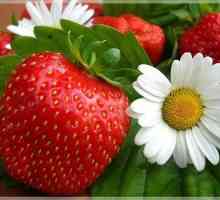Strawberry capabil de a încetini procesul de îmbătrânire și de a proteja împotriva cancerului