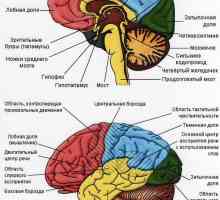 Tulburări cognitive (memorie, limba, percepția)