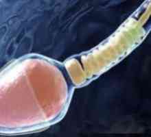 Oamenii de știință au creat sperma intr-un tub de testare