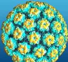 Papilomavirusului uman (HPV)