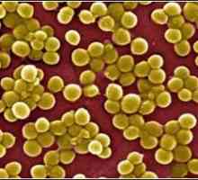 Staphylococcus aureus in intestin