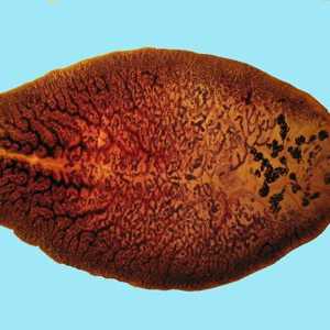 Fascioliasis (Fasciola, gălbează, gălbează gigant)