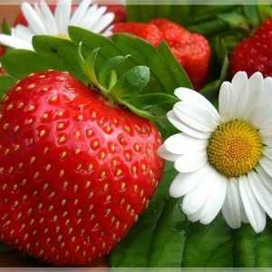 Strawberry capabil de a încetini procesul de îmbătrânire și de a proteja împotriva cancerului