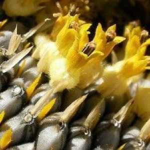 Avantaje și prejudicii de semințe de floarea soarelui