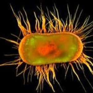 Oamenii de stiinta au dezvaluit secretul răspândirii rapide a bacteriilor