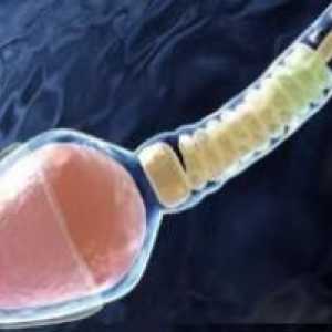Oamenii de știință au creat sperma intr-un tub de testare