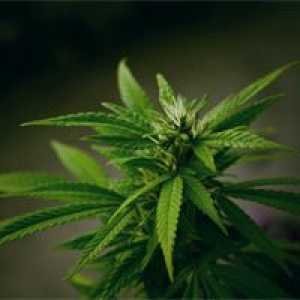 În Croația a fost permis să folosească marijuana în scopuri medicinale