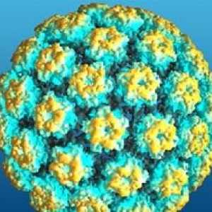 Papilomavirusului uman (HPV)
