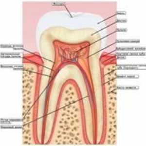 Boli ale gingiilor: gingivita, periodontita (boala de mestecat), boala parodontală